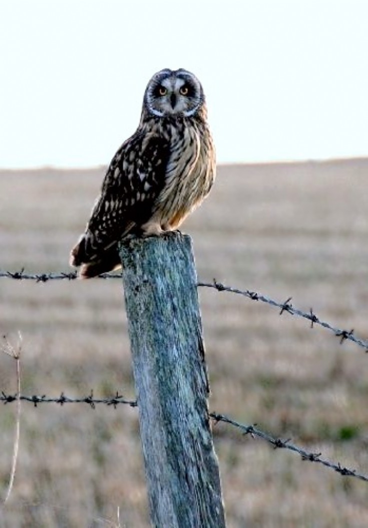 Hoot edit