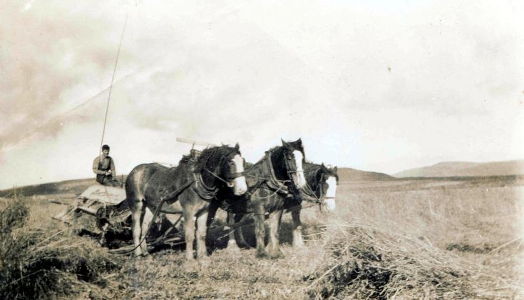 Horse-drawn binder at Midgarth
