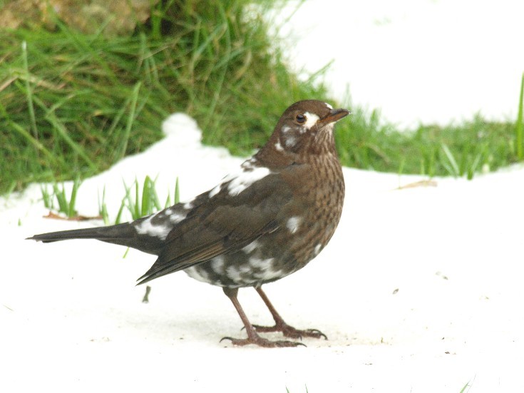 Alleged blackbird