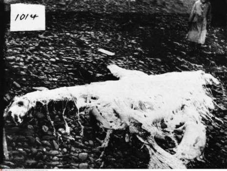 Mystery local monster