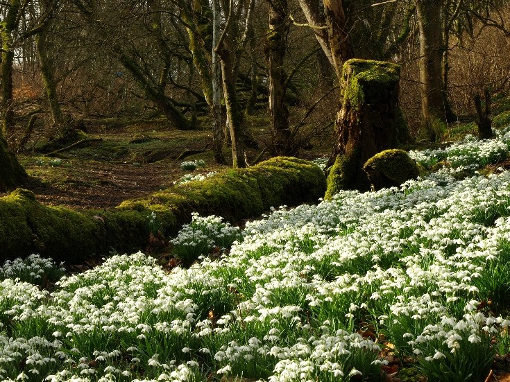 Snowdrops