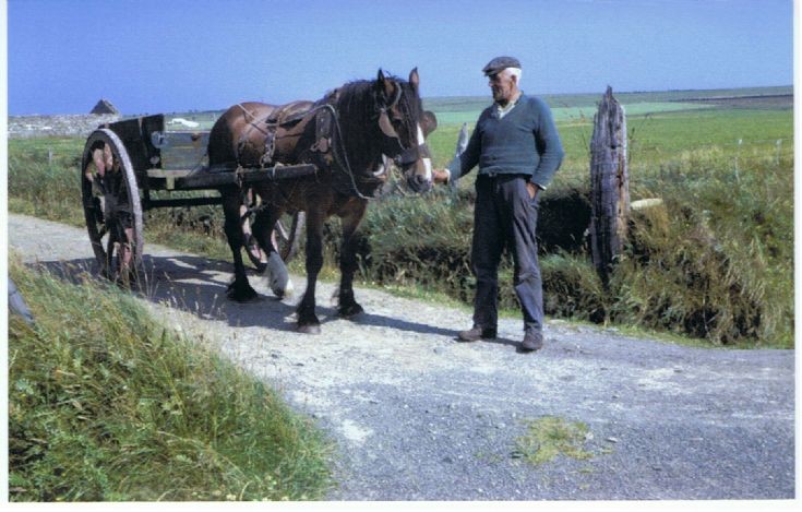 Last working horse on Stronsay?