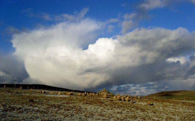 Sheep at Upper Knarston, Rousay