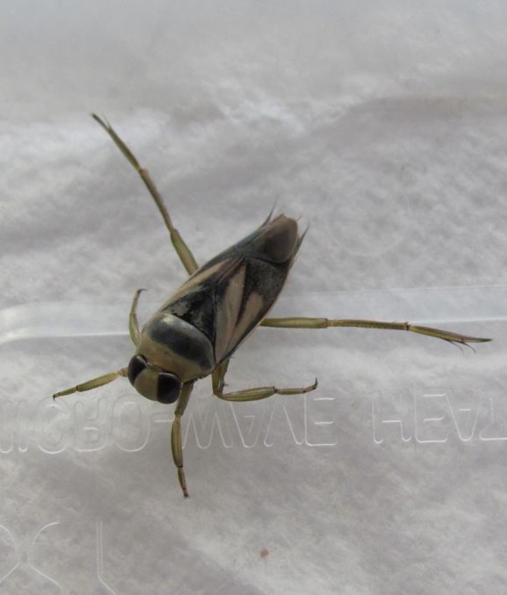 Water boatman?