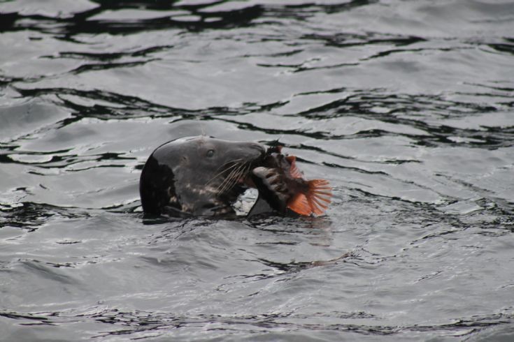Seal eating