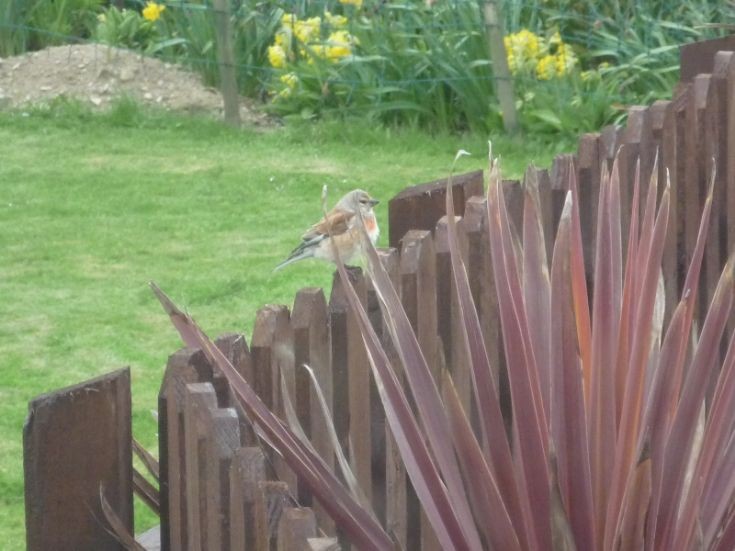 Mystery bird