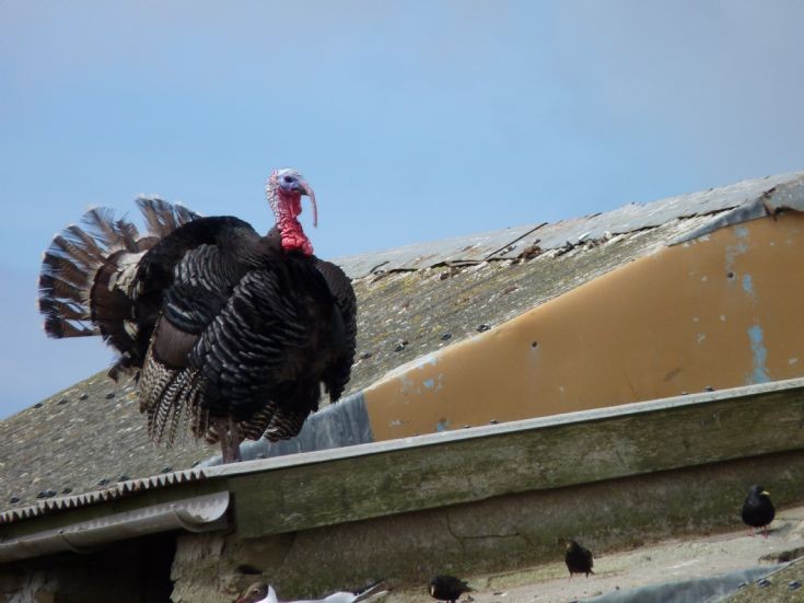 Christmas Dinner!