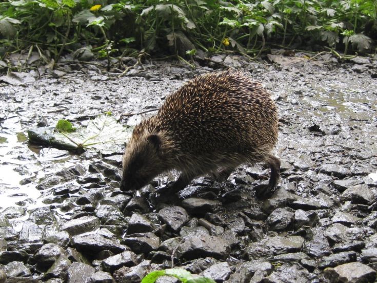 Peedie hedgehog