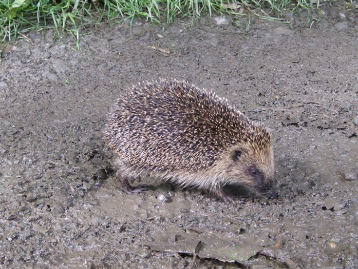Hedgehog