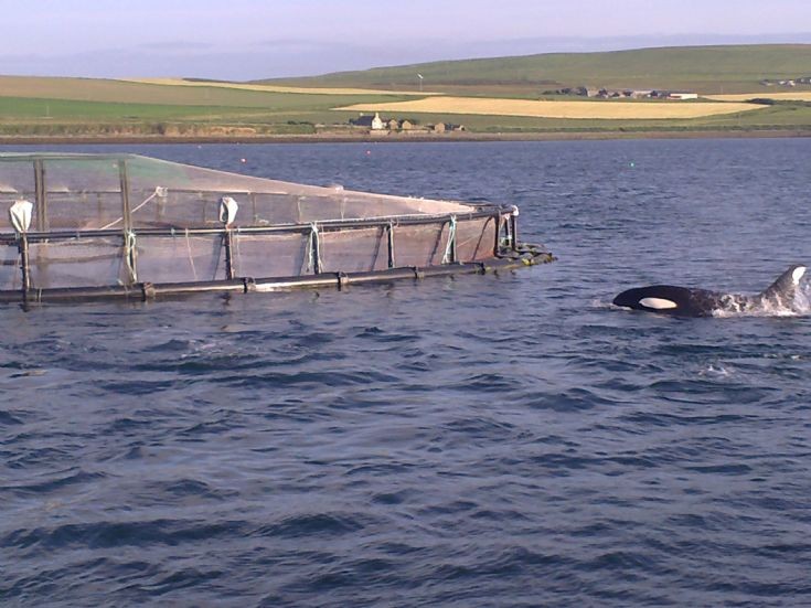 Killer whale!