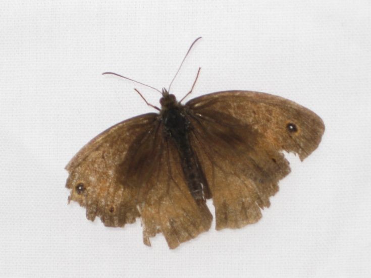 Butterfly (or moth?)