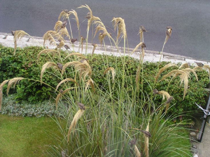 Harvest time for the stirlings