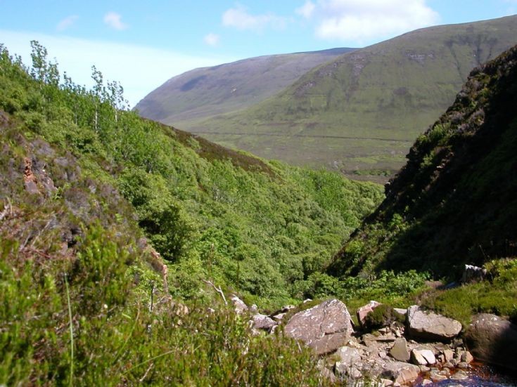Berriedale woods on Hoy