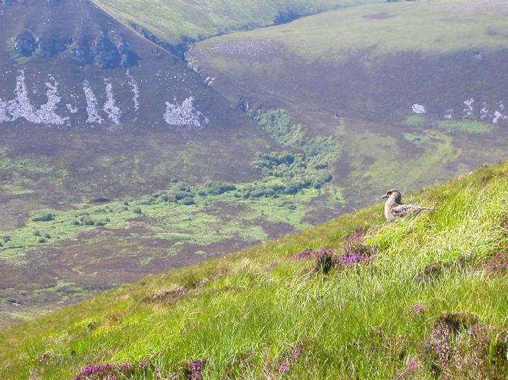 Berriedale Woods from above
