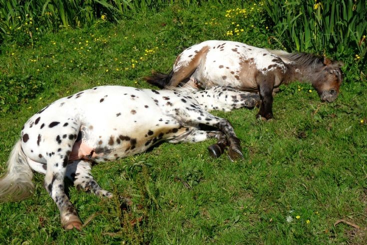 Sleeping horses