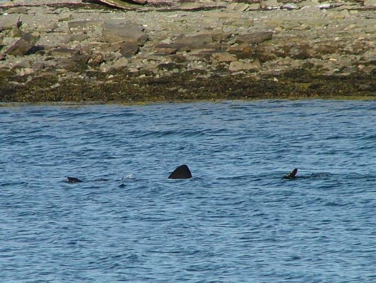 Shark!