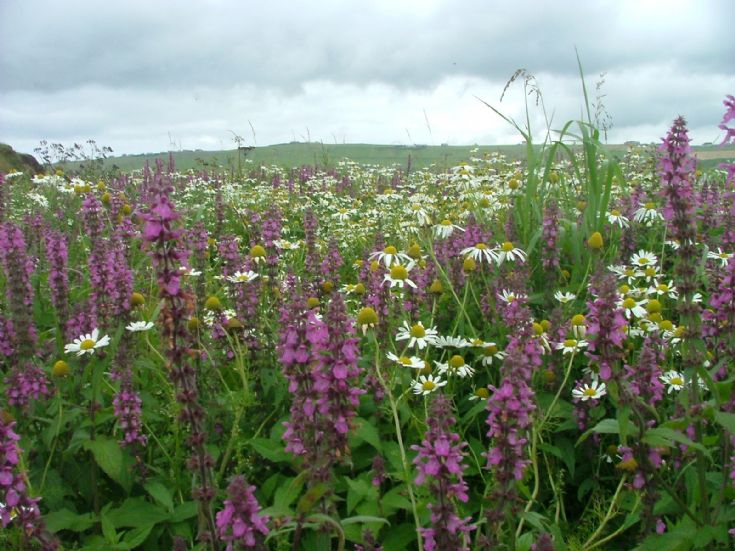 flowers
