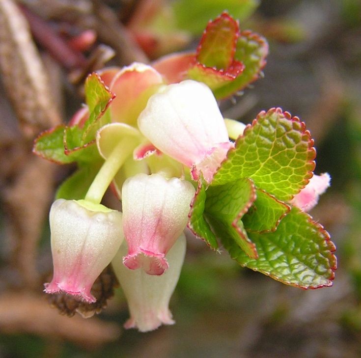 Alpine Bearberry