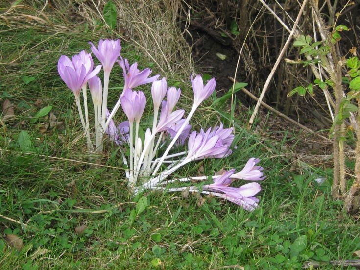 Autumnal crocuses in Burray