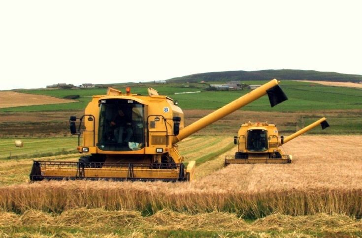 Cutting barley for crimping