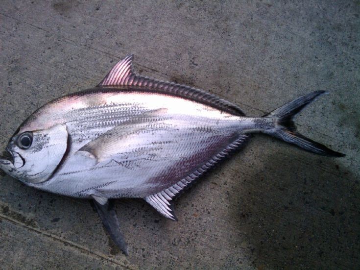 Mystery fish