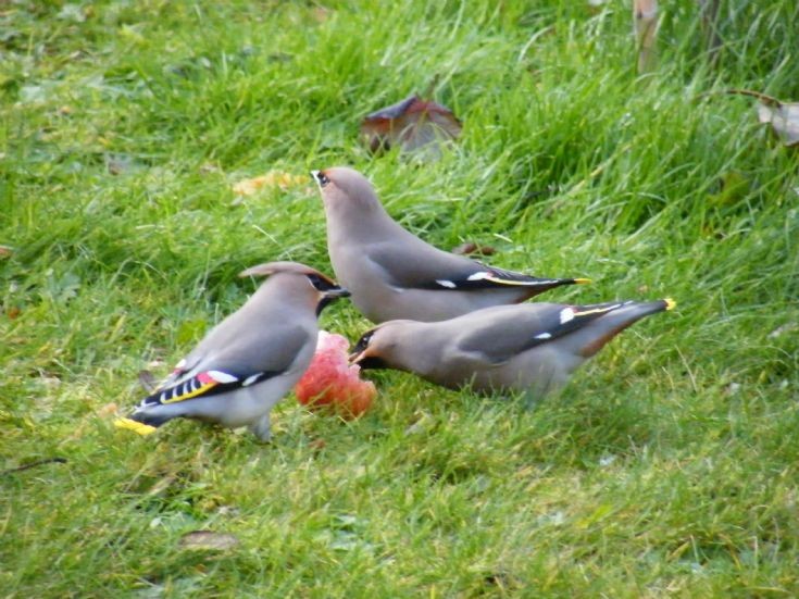 Waxwings in garden in Kirkwall