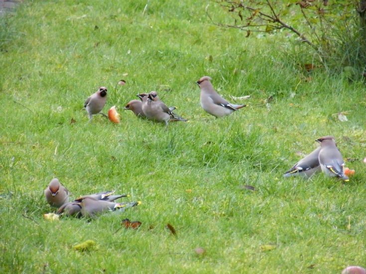 Waxwings in Kirkwall