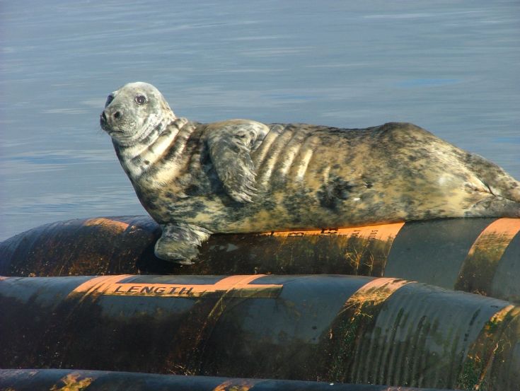 Seal