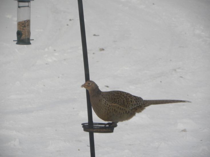 Hungry pheasant