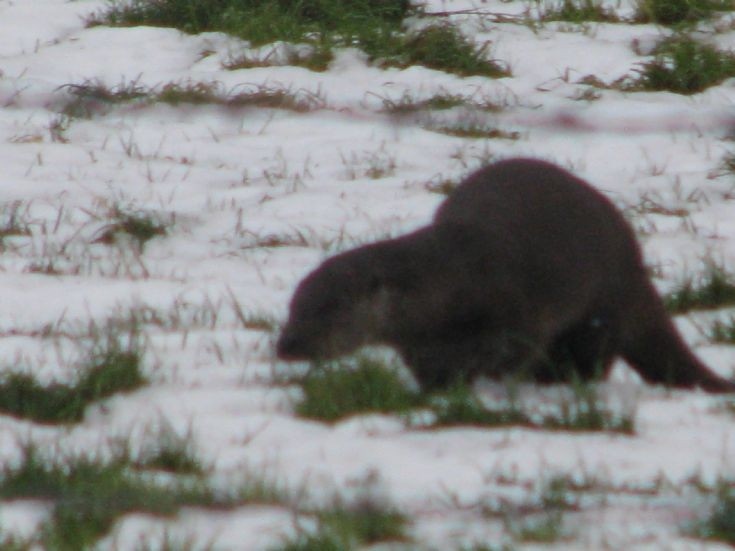 Otter