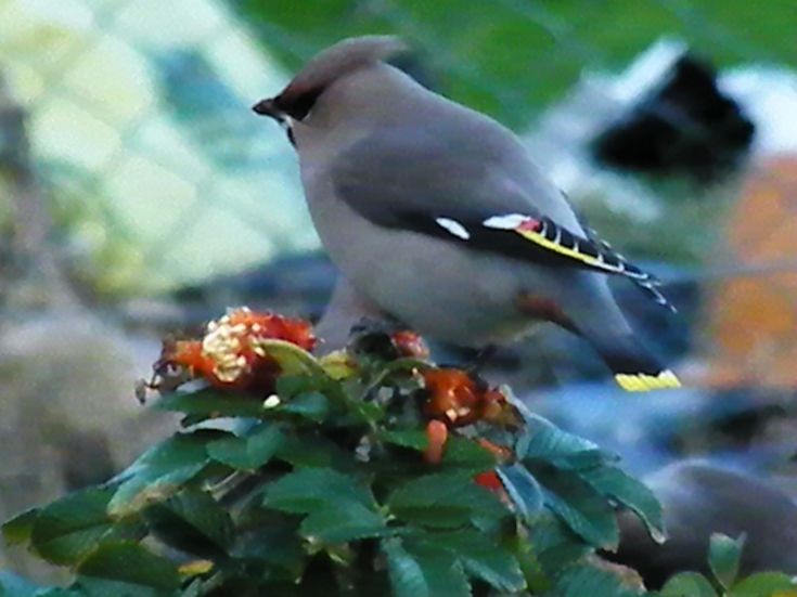Waxwing