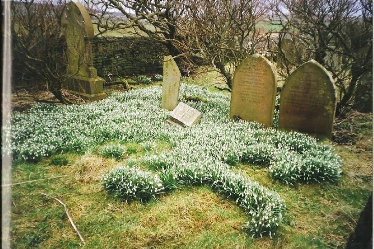 Snowdrops in a cemetary