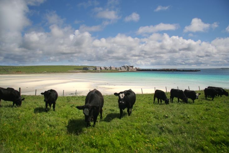 Black coos