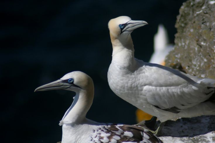 Birds of Westray #4