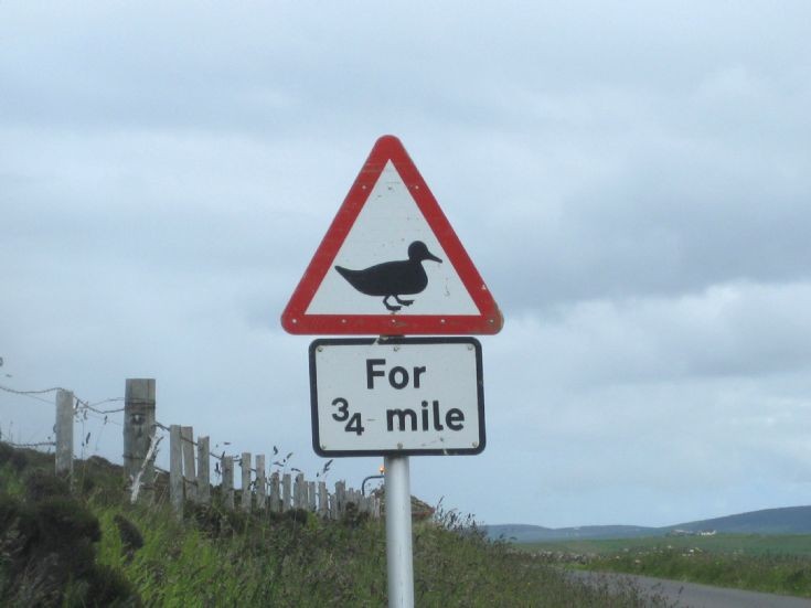 Ducks!