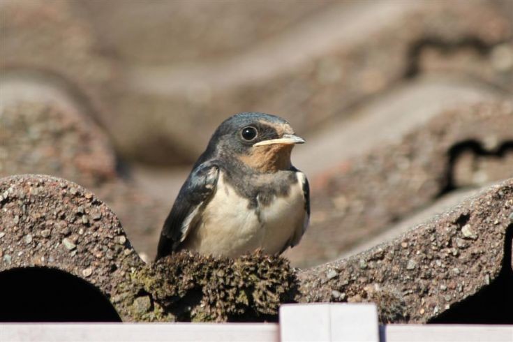 Peedie bird has a breather