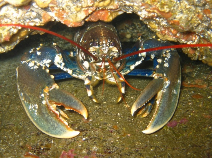 Lobster