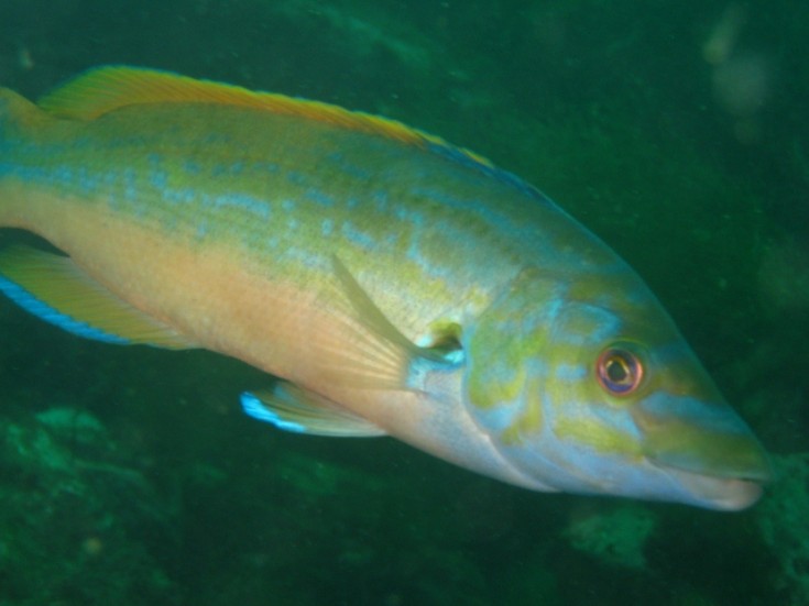Male cuckoo wrasse