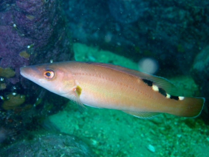 Female cuckoo wrasse