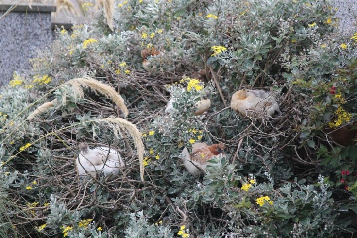 Roost