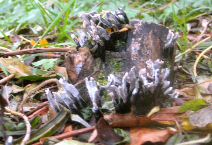 Candlesnuff fungus