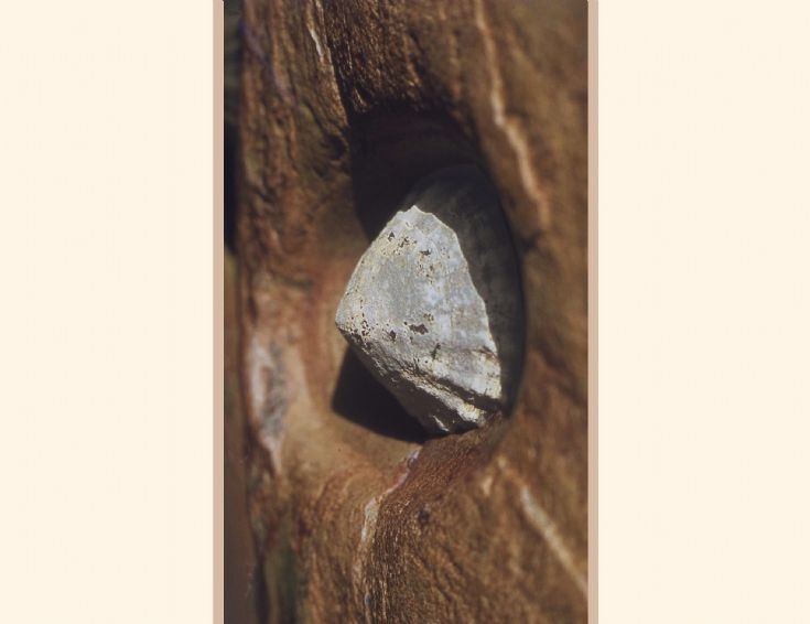 Sunken limpet