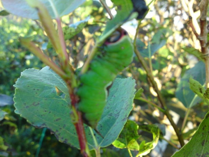 Puss Moth Caterpillar
