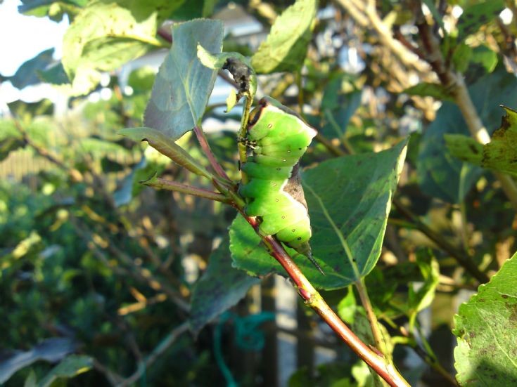 Puss Moth Caterpillar