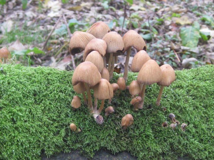 Funghi Berstane Woods