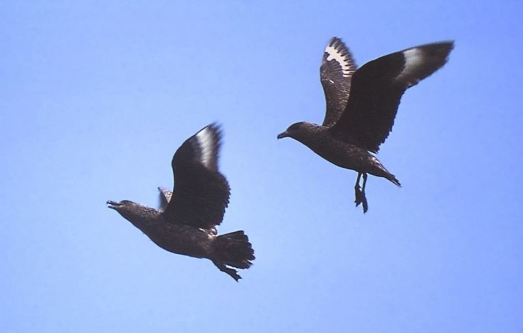Bonxie pair, North Hoy