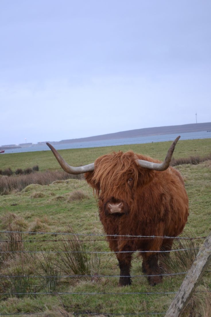 Hoyland coo