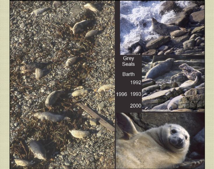 Barth Head seals