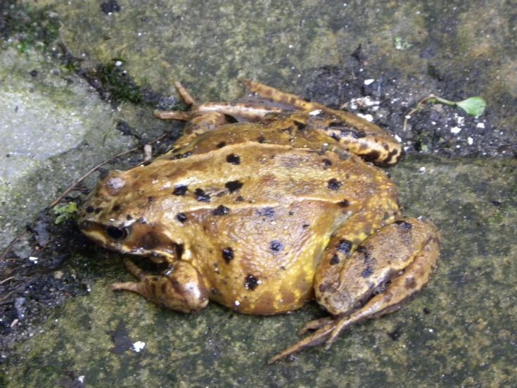 Fat frog