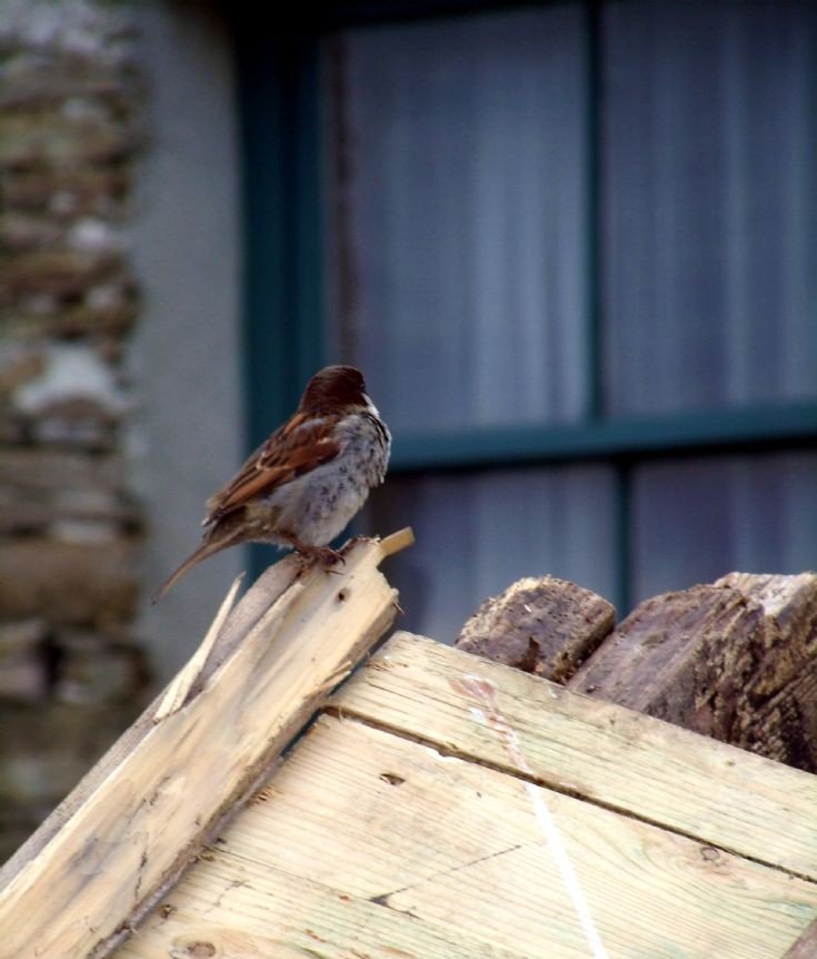 Mystery Bird 1st March 2012